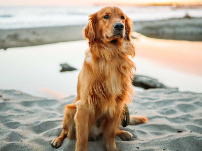 Sustainable pet care tips for summer